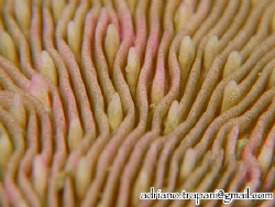 NO CROP! Mushroom Coral close up. 
Canon G10, Canon hous... by Adriano Trapani 